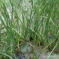 Schoenoplectiella articulata (L.) Lye